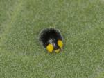 Yellow-shouldered Ladybird | Ladybird species